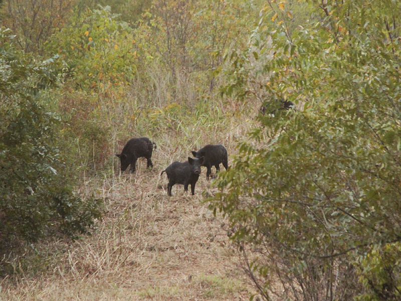 A small sounder of Feral Hogs foraging on the levee.