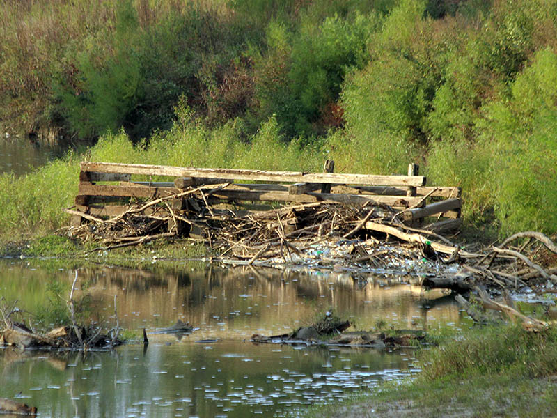 A newly exposed heavy timber framework—possibly once part of Lock and Dam Number 4.