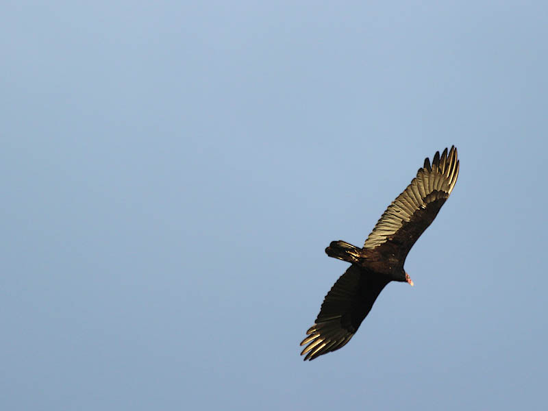 A high flying Turkey Vulture soaring over the river.