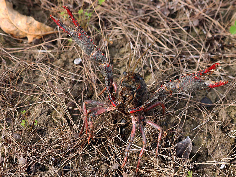 The guardian of the swamp—a Red Swamp Crayfish.