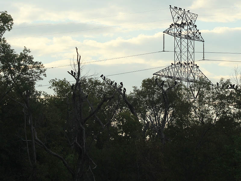 Black Vutures overlooking Lock and Dam Number 4 from the surrounding woods and a nearby transmission tower.