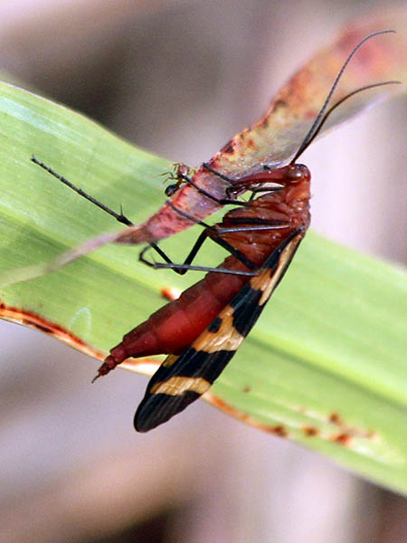 The fire ant is still present even after the Scorpionfly has moved to a new location.