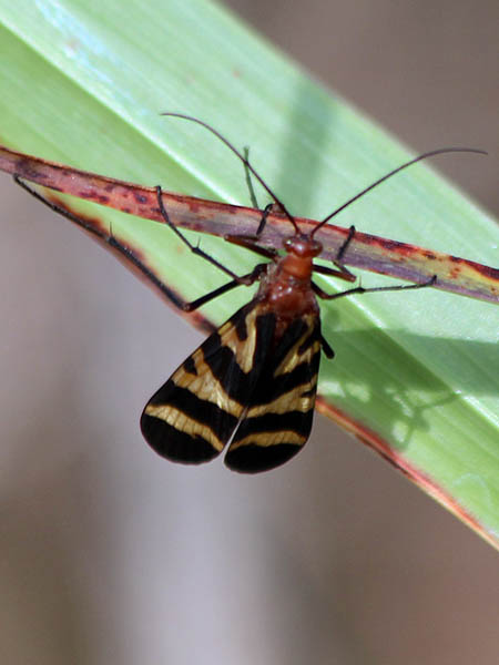 A female Scorpionfly.