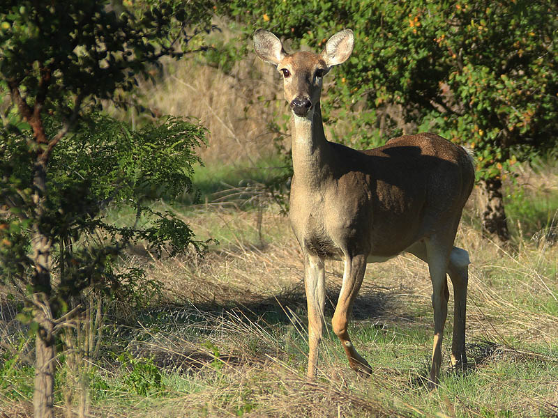 White-tailed Deer - Big Day