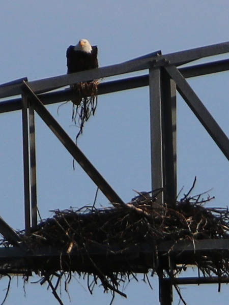 Bald Eagle - Nest: Week Five