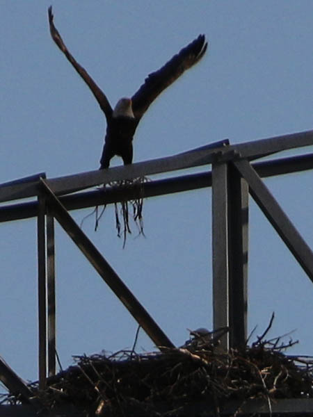 Bald Eagle - Nest: Week Five