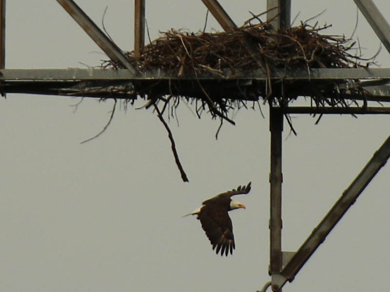 Bald Eagle - Nest: Week Four