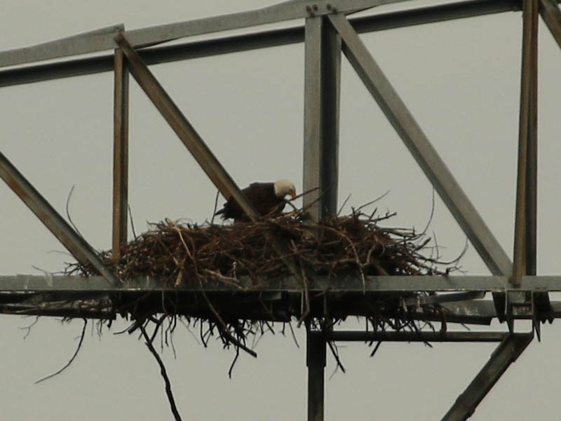 Bald Eagle - Nest: Week Four