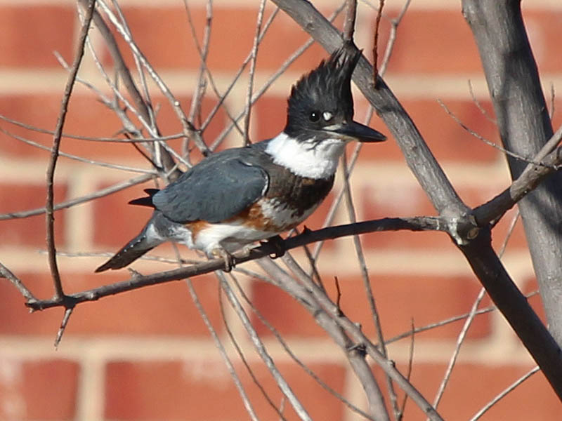 Belted Kingfisher - Fishing