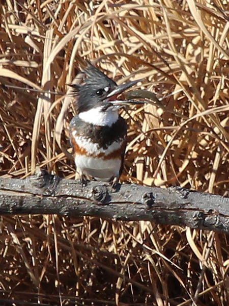 Belted Kingfisher - Fishing