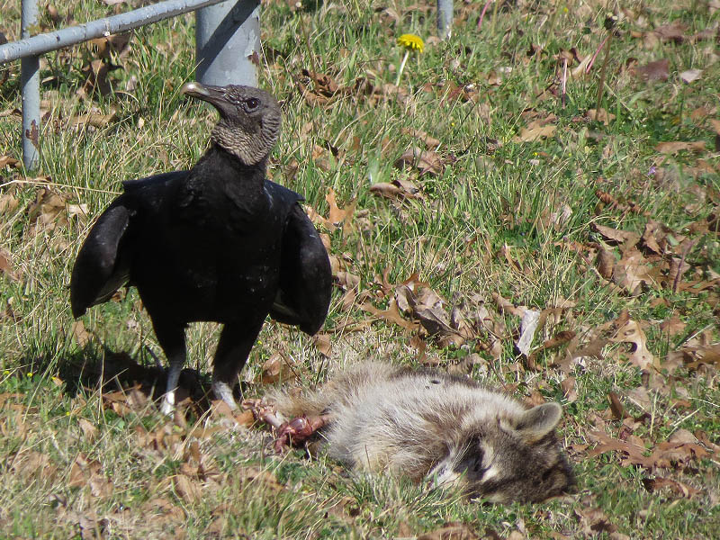 Black Vulture - Raccoon Roadkill