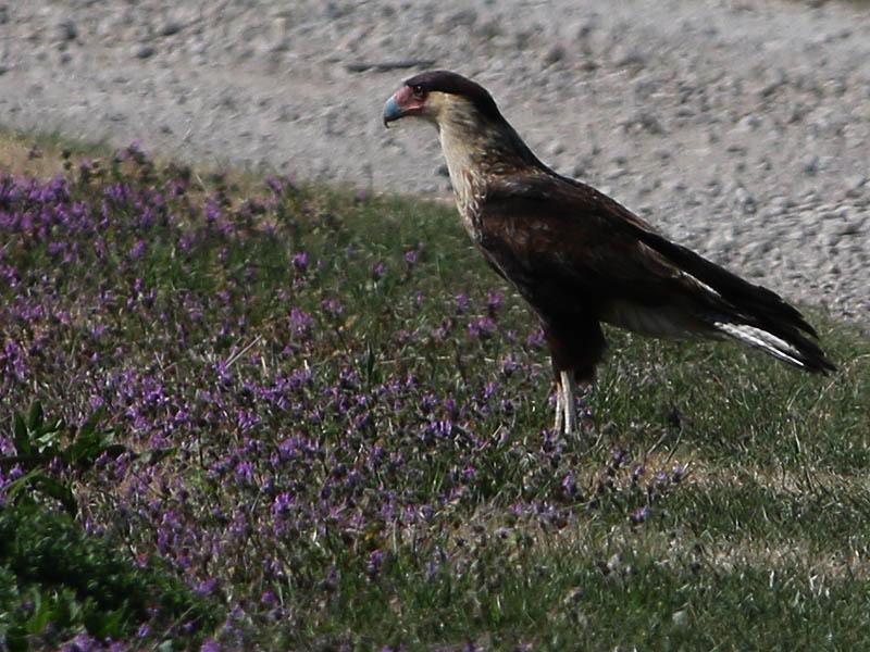 Crested Caracara - Introductions