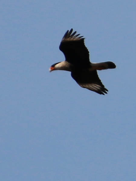 Crested Caracara - Introductions