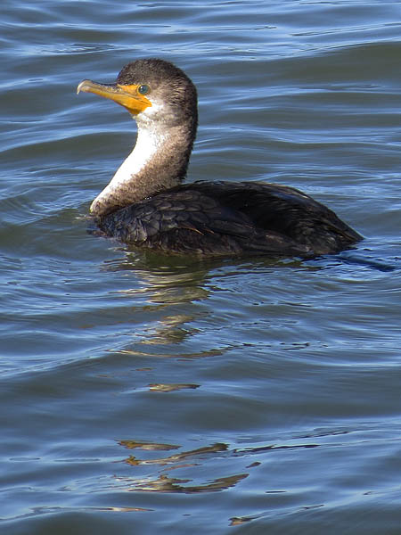 Double-crested Cormorant - Congregating