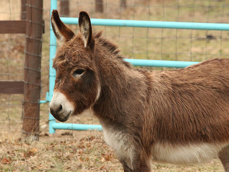 A proud donkey.