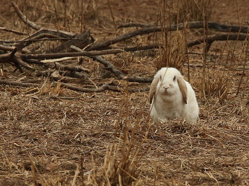 A flop-eared bunny!
