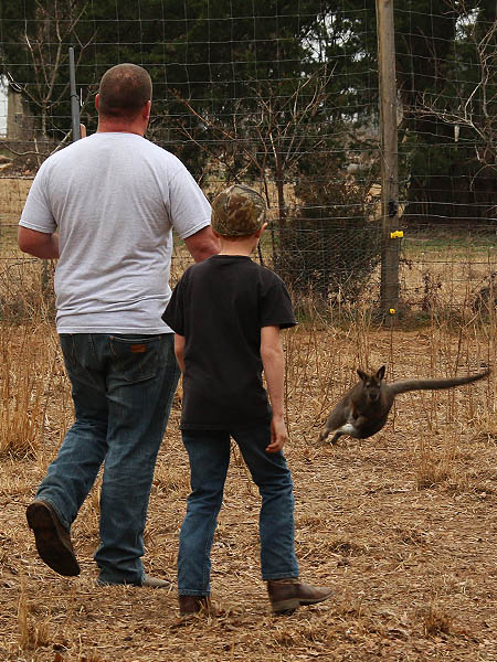 This Wallaby wants no part of this.  Just look at him go!