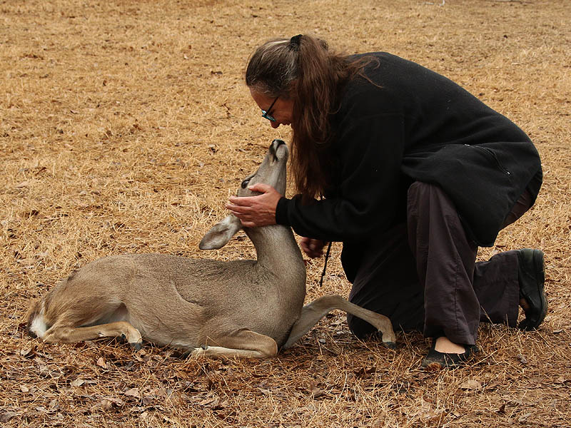 The deer received comfort and reassurance for their caretakers.