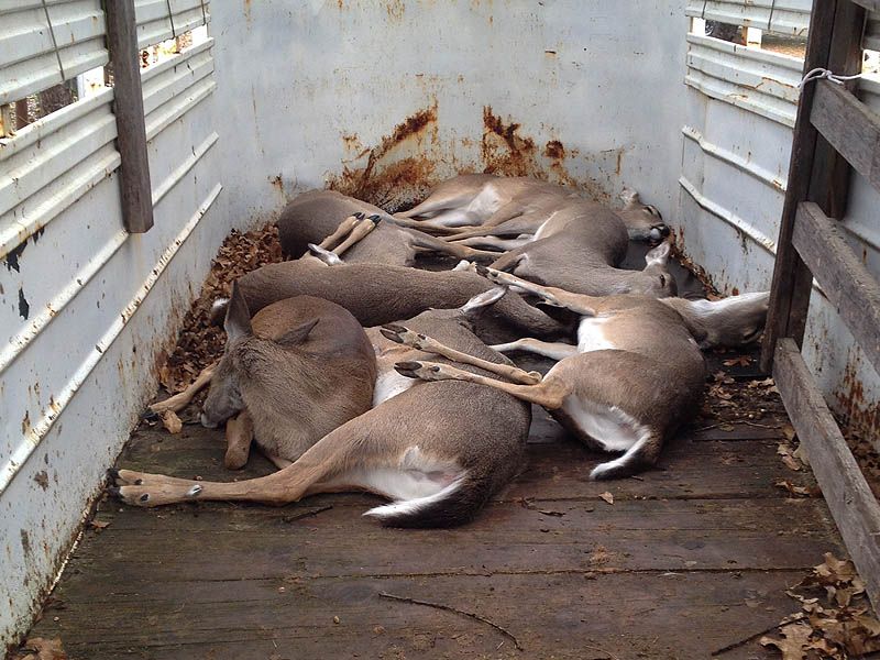 The trailer full of sedated deer.