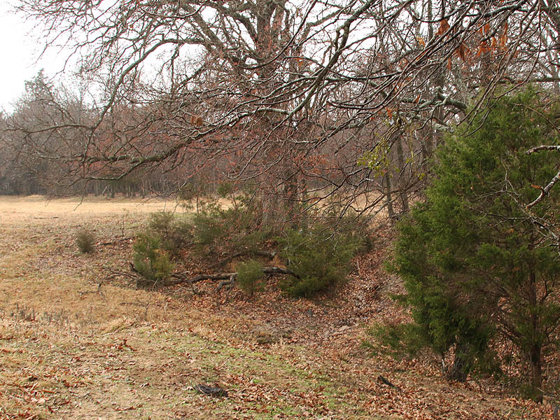 Acres of woods will be available to the deer.