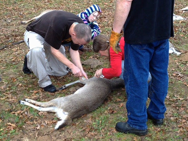 Injecting the deer to counteract the sedative.