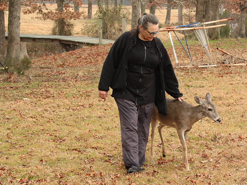 Walking around help the deer shake off the effects of the tranquilizer. 