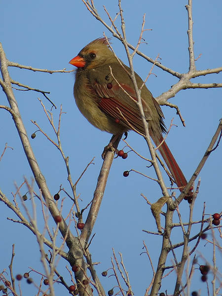 Norther Cardinal (Female)