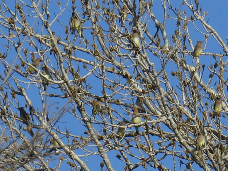 Branches loaded with Cedar Waxwings.