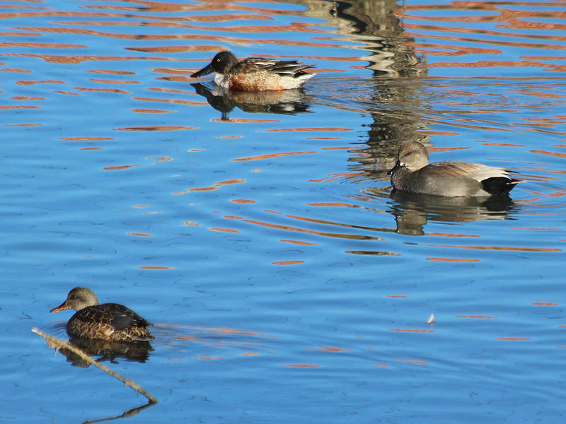 A male Northern Shoveler with a male (right) and female (left) Gadwall.