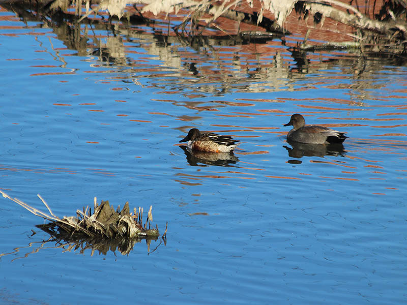 A male Northern Shoveler with a male Gadwall.