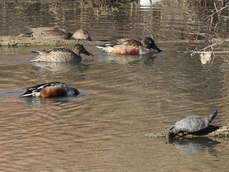 A male Gadwall swimming with two males and one female Northern Shoveler.