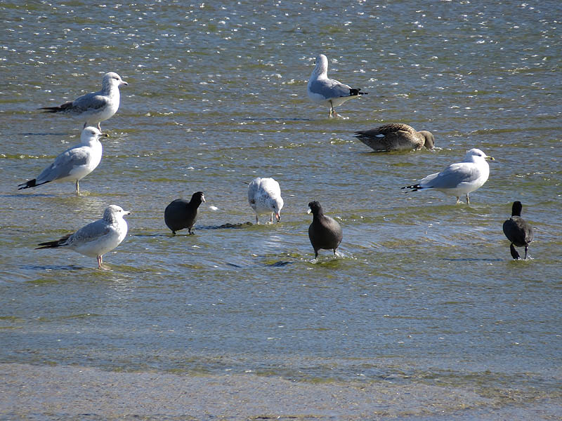 Ring-billed Gull - Spillway Congregation