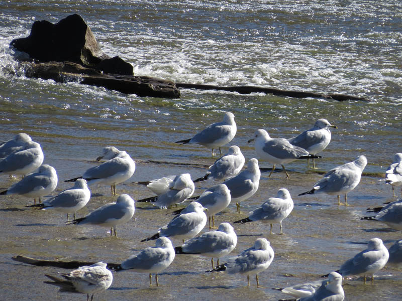Ring-billed Gull - Spillway Congregation