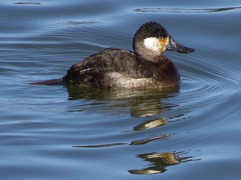 A male Ruddy Duck