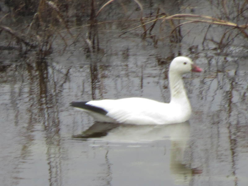 Ross's Geese often congregate with Snow Geese and the two birds look very similar.  The Ross's Goose is significantly smaller than the Snow Goose, and has a shorter neck and smaller bill.