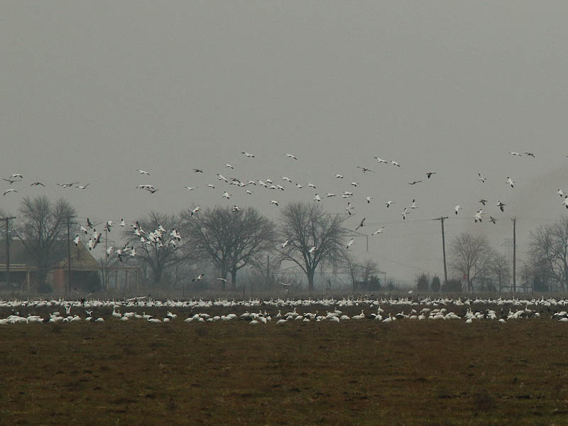 Hundreds of Snow Geese congregating in a field near Seagoville, Texas.