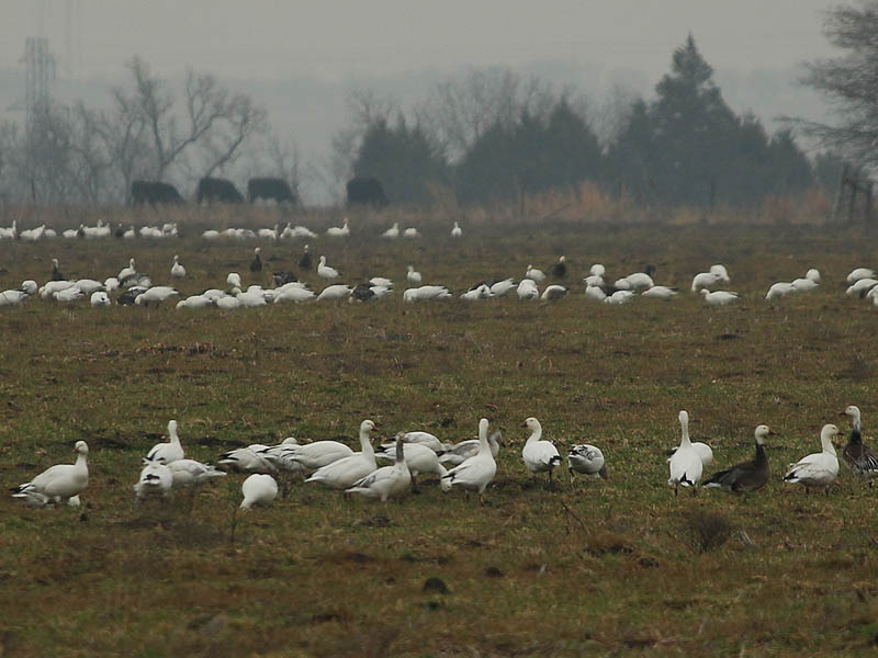The dark Geese with white heads are blue morph Snow Geese.