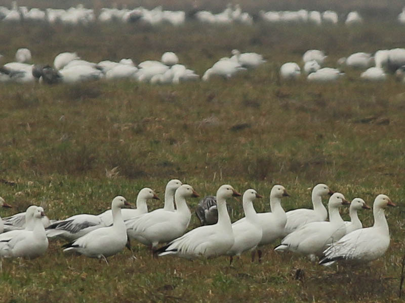 Snow Geese mixed with the occasional Ross's Goose.