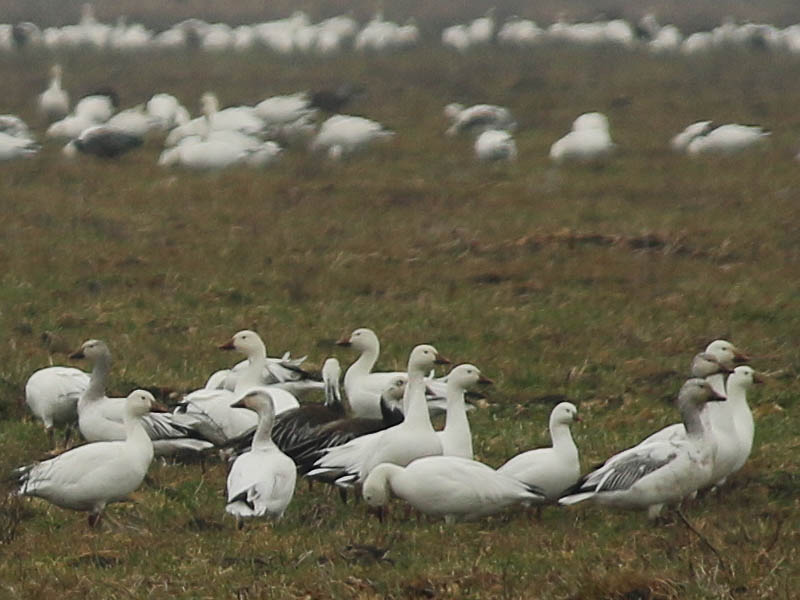The small goose in the bottom right of this picture is a Ross's Goose.  the rest are Snow Geese.
