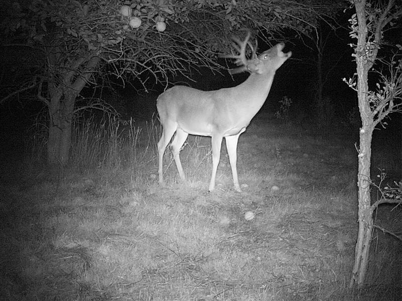White-tailed Deer - Osage Orange Eaters?