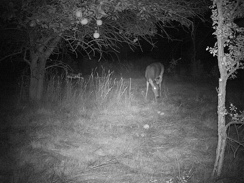 White-tailed Deer - Osage Orange Eaters?