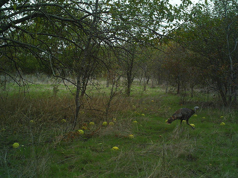 Wild Turkey - Osage Oranges