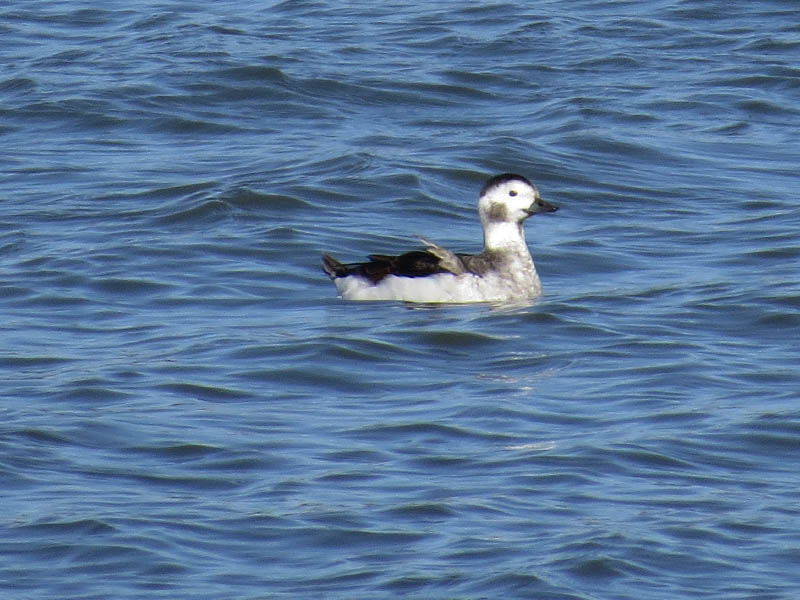 A female Long-tailed Duck.