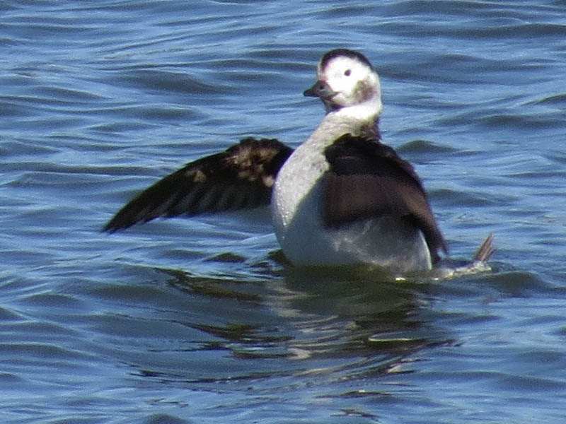 The Long-tailed Duck was observed near the White Rock Lake dam.
