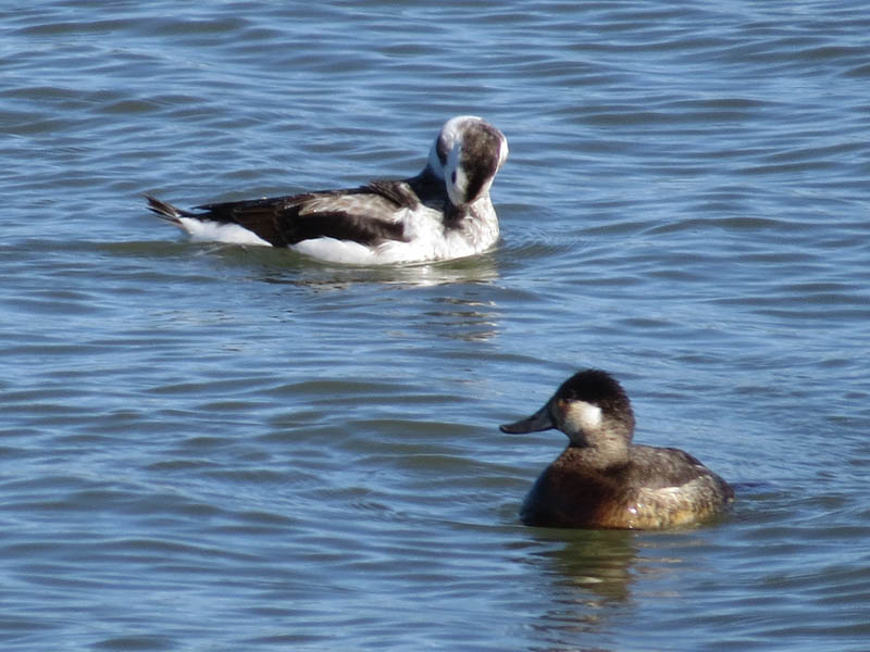 The long-tailed Duck with a male Ruddy Duck—a special sight in the DFW Area in its own right.