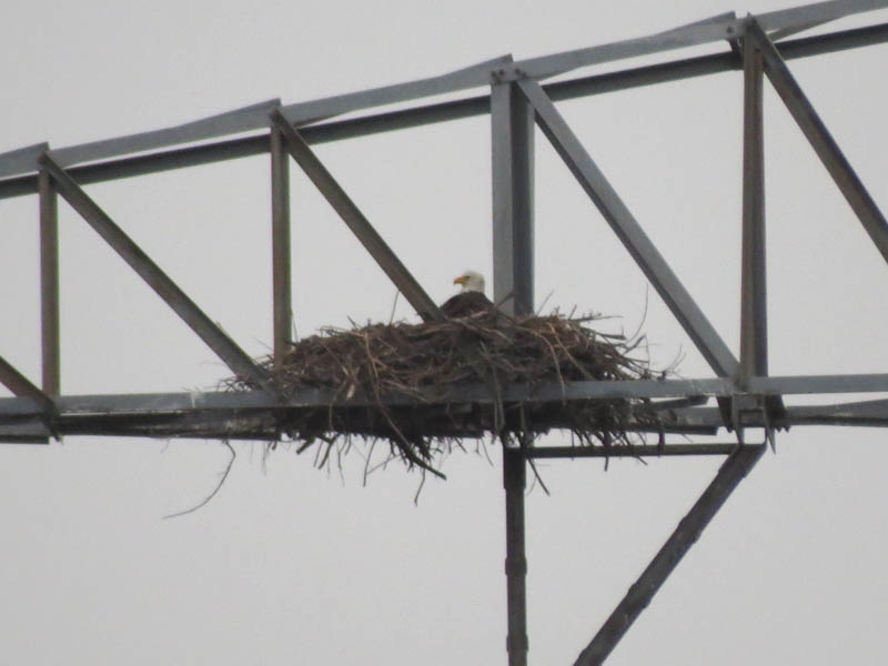 The female eagle on the nest.