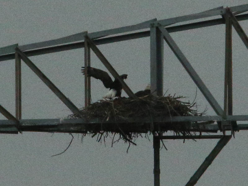 Bald Eagle - Nest: Week Eight Eaglets?