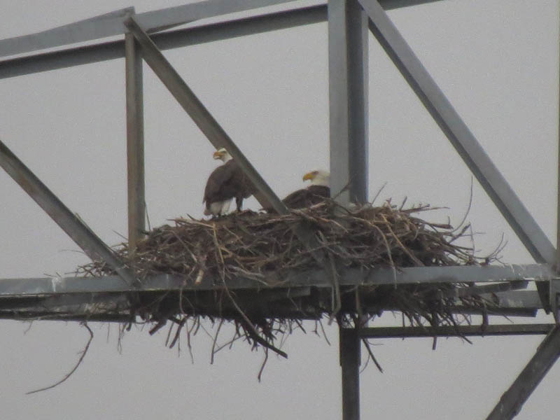 The male (left) is standing on top of the prey animal he has just returned to the nest with.