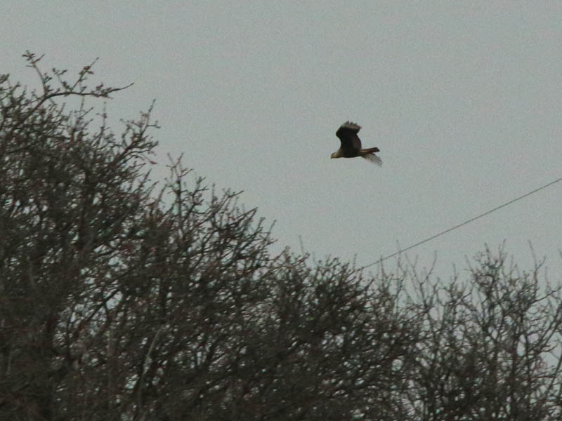 The caracara continued its flight to the west.