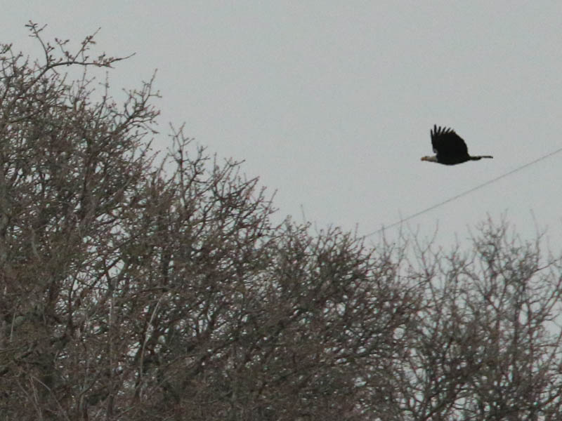 The male eagle was in hot pursuit.